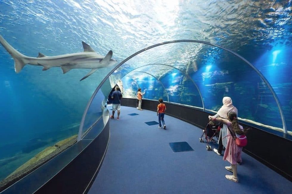 tunnel at NausicaaĢ aquarium