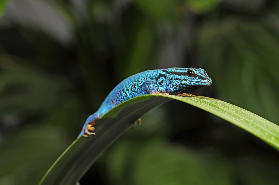 turquoise dwarf gecko