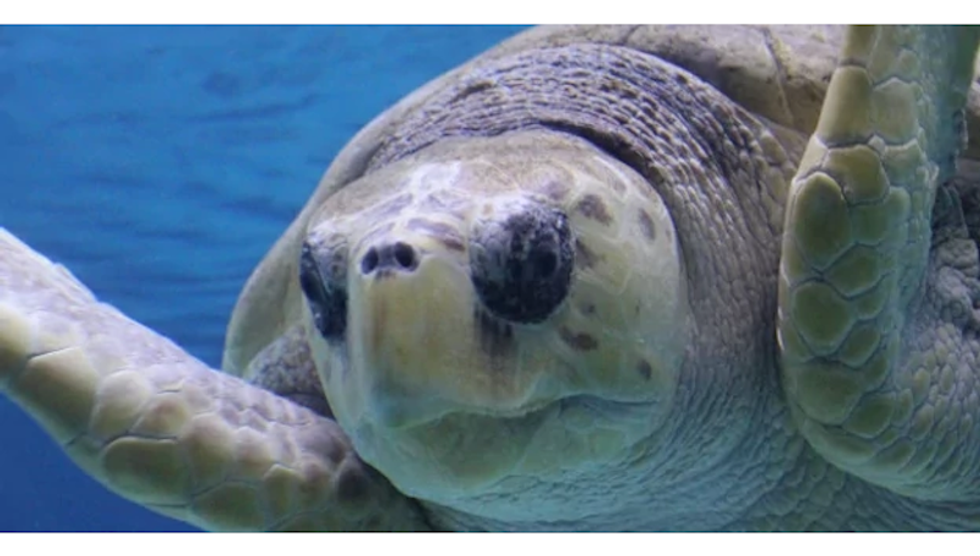 Turtle Adventure Aquarium