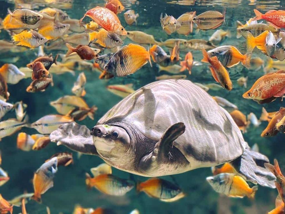 Turtle and fish at Poema del Mar