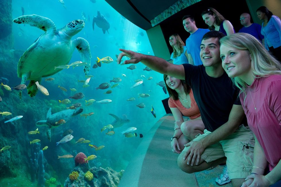 Turtle Habitat SeaWorld Orlando theme park financial impact COVID