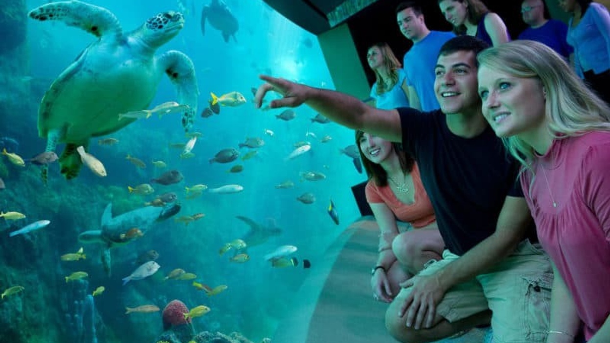 Turtle Habitat SeaWorld Orlando