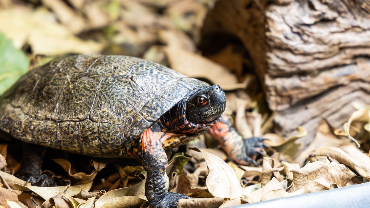 Turtle on dried leaves near a log, showing detailed shell pattern.