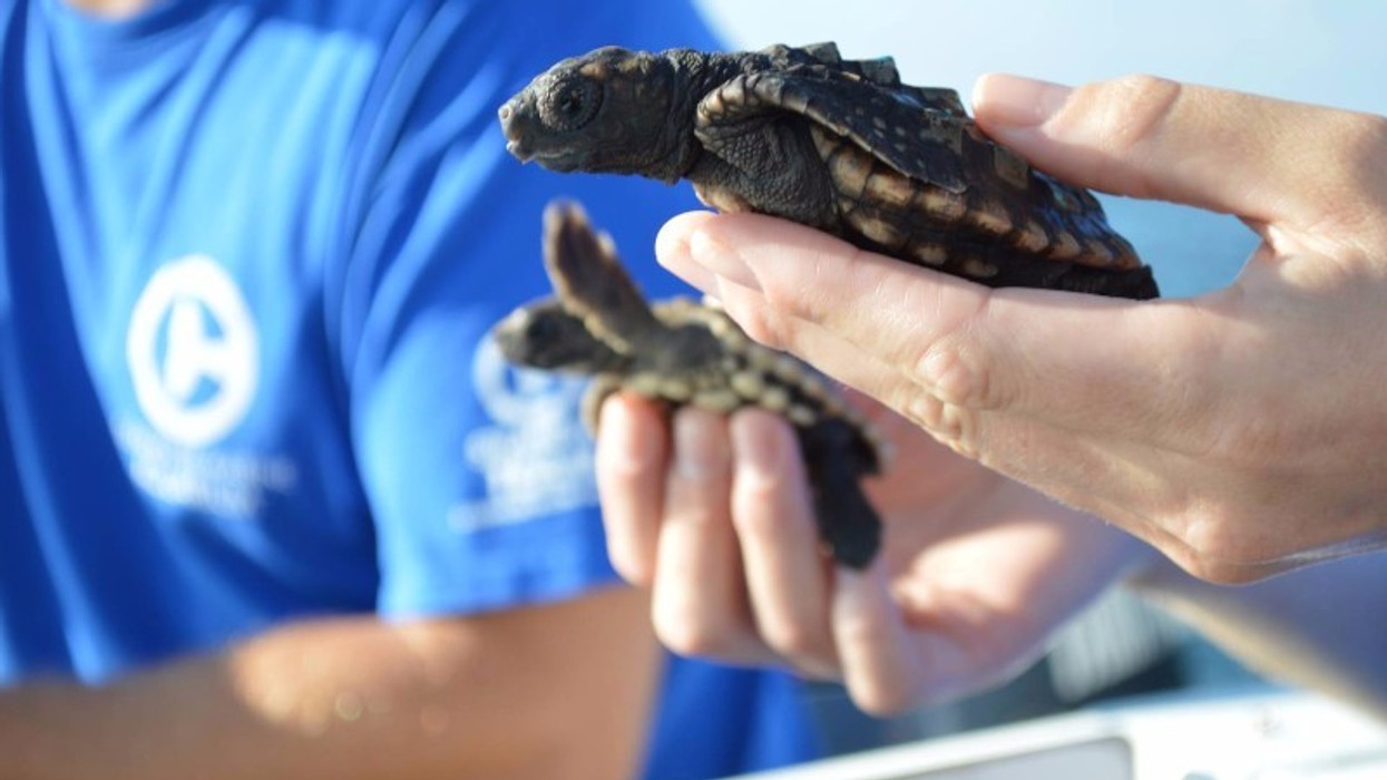 Turtle rescue at Clearwater Marine Aquarium in Pinellas County.