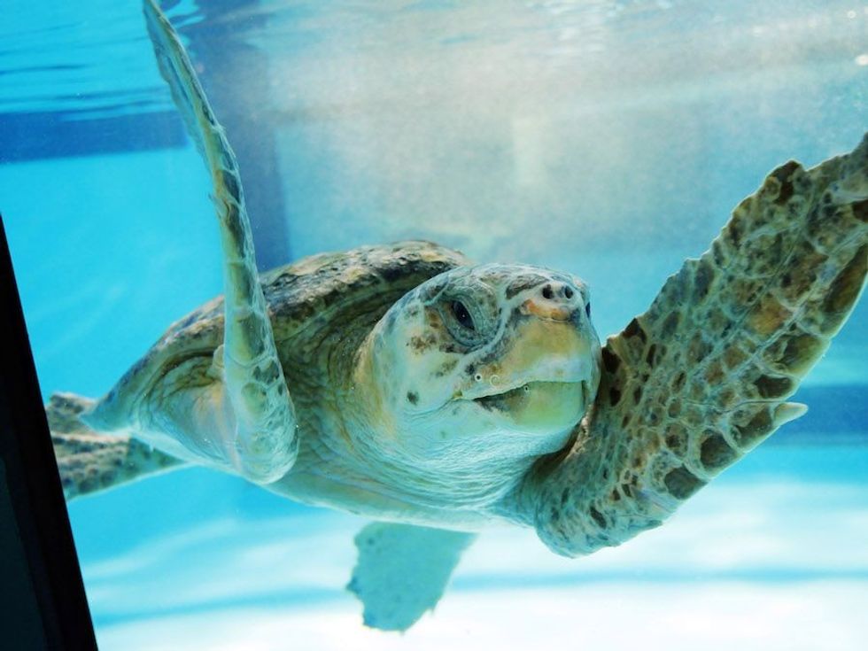 turtle swims at Zucker Family Sea Turtle Recovery