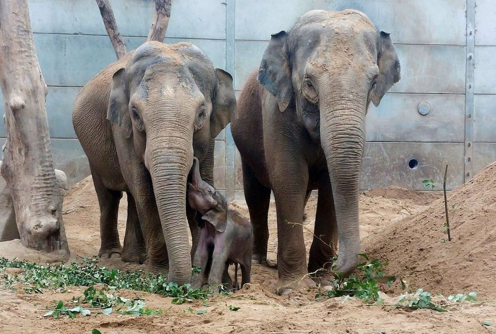 Two adult elephants with a calf in a sandy enclosure.