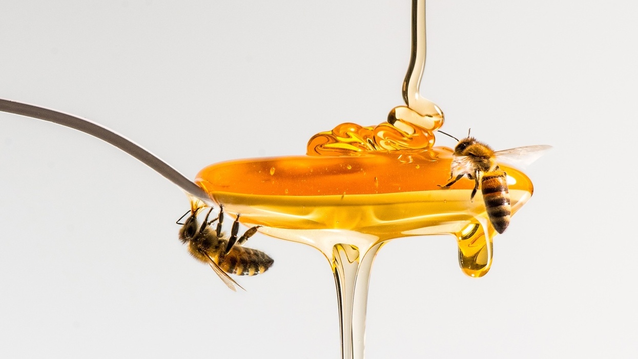 Two bees on flowing golden honey, against a white background.