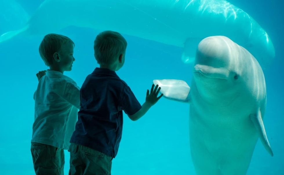 Two boys touch aquarium glass as a beluga whale swims nearby.