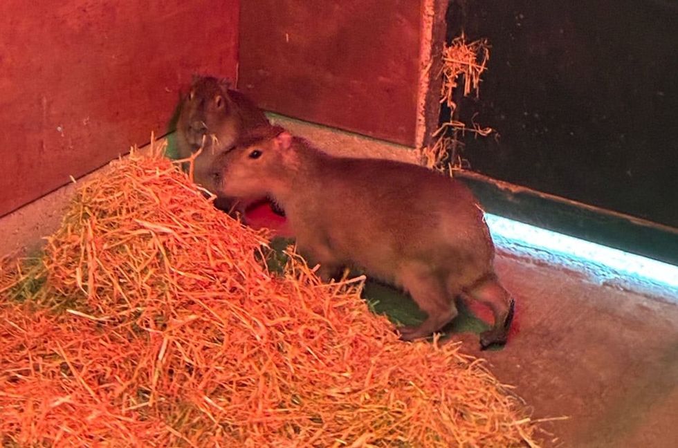 Two capybaras inside a shelter, sitting near a pile of straw at Marwell Zoo