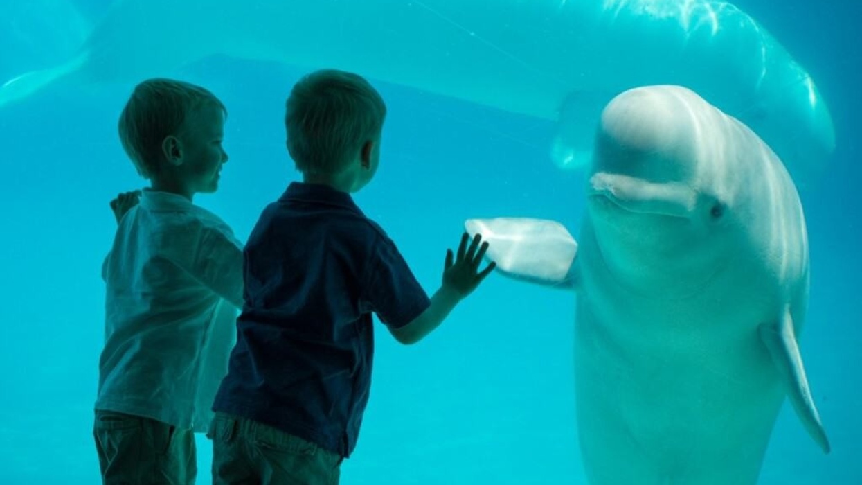 Two children touch aquarium glass at Marineland in Canada with a friendly beluga whale nearby.