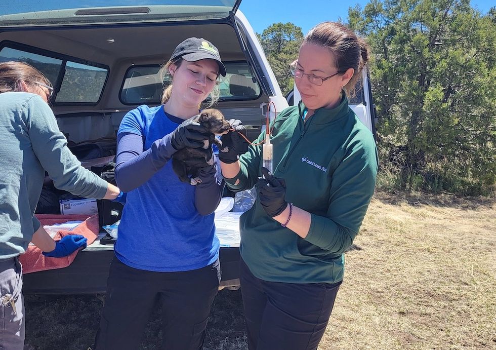 Two conservationists examine a red wolf pup outdoors near a vehicle.