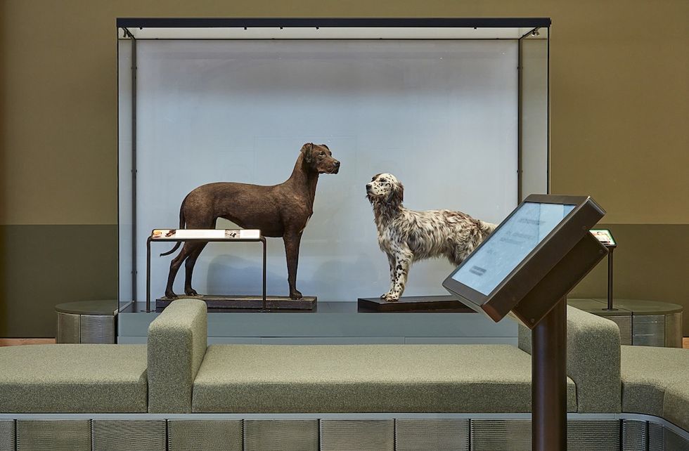 Two dog statues displayed in a glass case with informational plaques in Fixing Our Broken Planet at NHM