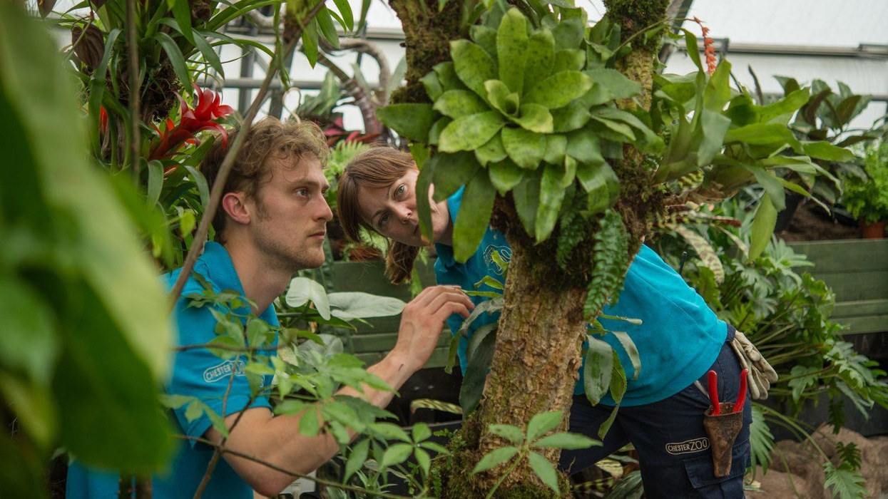 Two gardeners examining plants in a greenhouse.