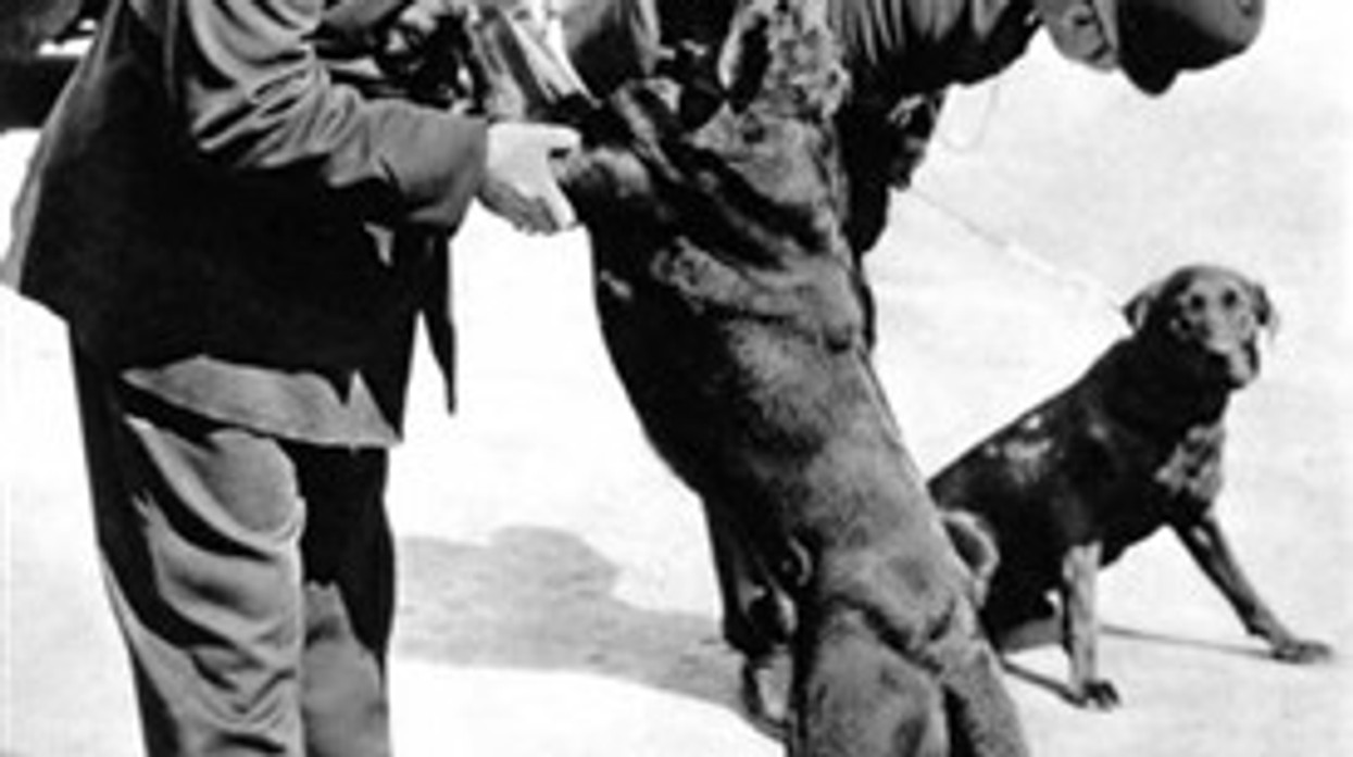 two London policemen with the first Metropolitan police dogs in 1938