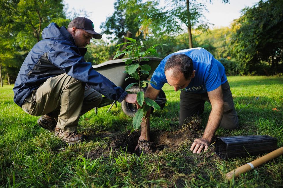 Two men planting a small tree in a grassy park.