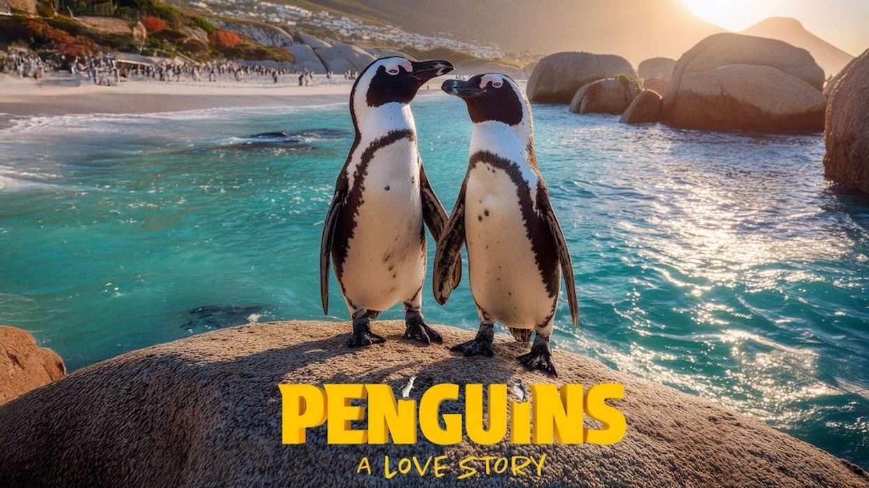 Two penguins on a rock by the ocean with "Penguins: A Love Story" text overlay.