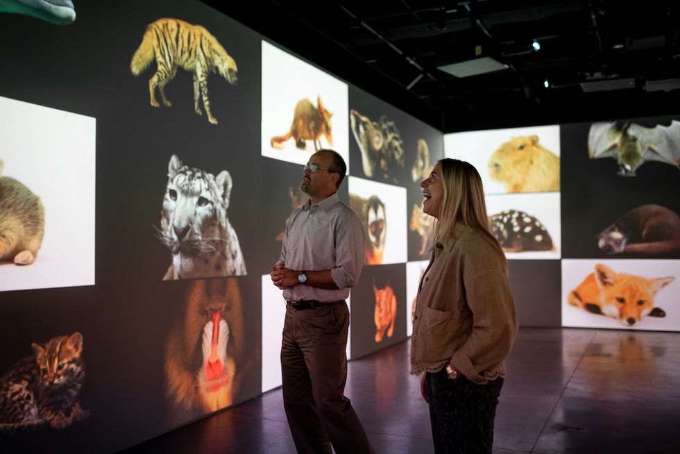 Two people observe animal projections on large screens in a dimly lit room.