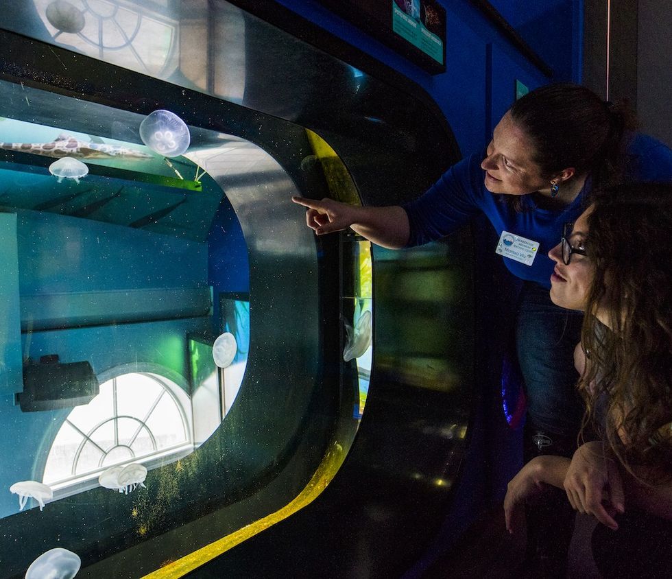 Two people observe jellyfish in a dimly lit aquarium.