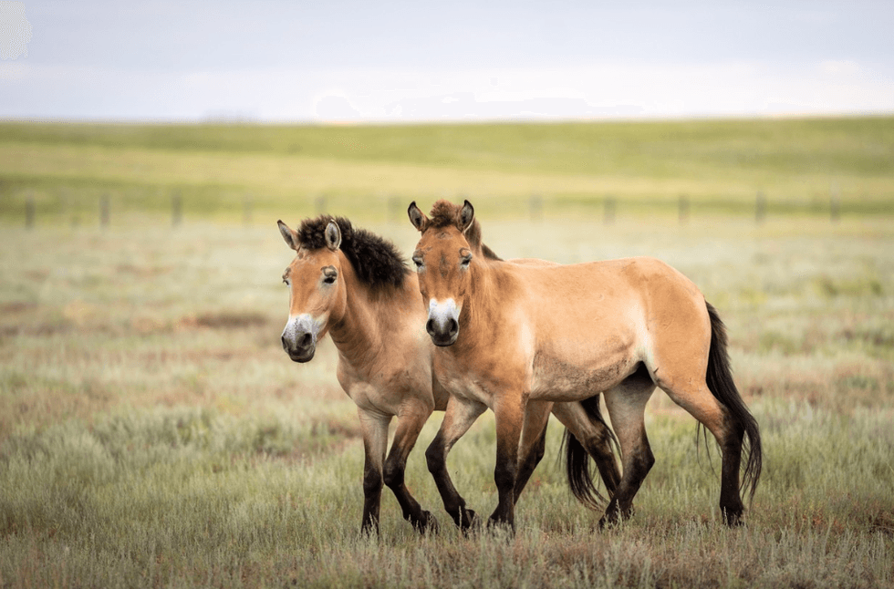 Two Przewalski's horses walking together on a grassy plain.