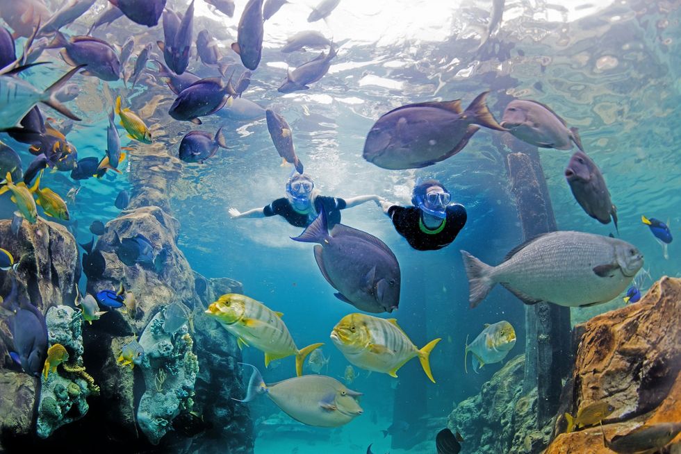 Two snorkelers swimming among diverse tropical fish underwater at Discovery Cover