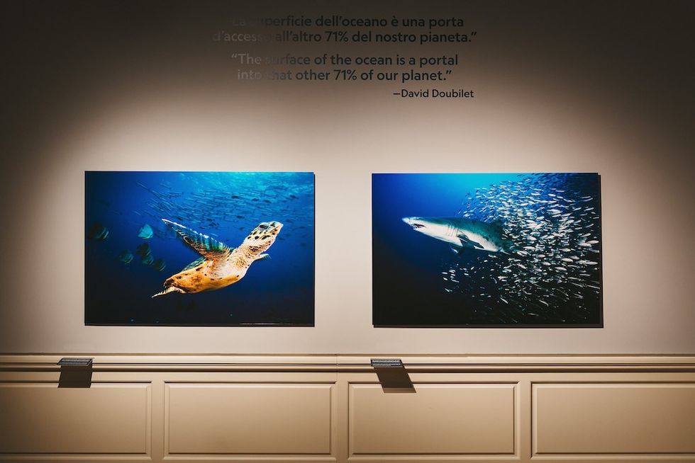 Two underwater photos: a sea turtle and a shark with fish, displayed on a gallery wall.