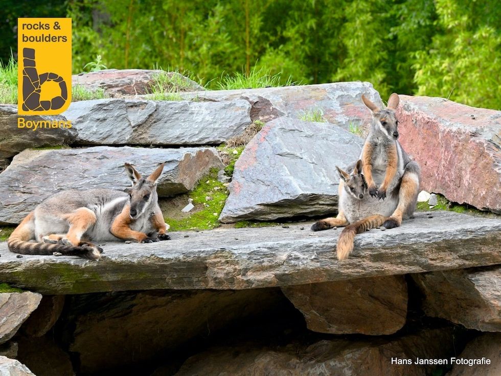Two wallabies resting on rocky terrain.