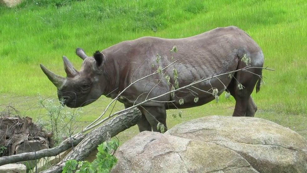 twycross zoo black rhino