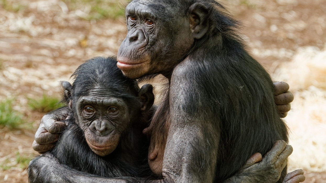 twycross zoo bonobo