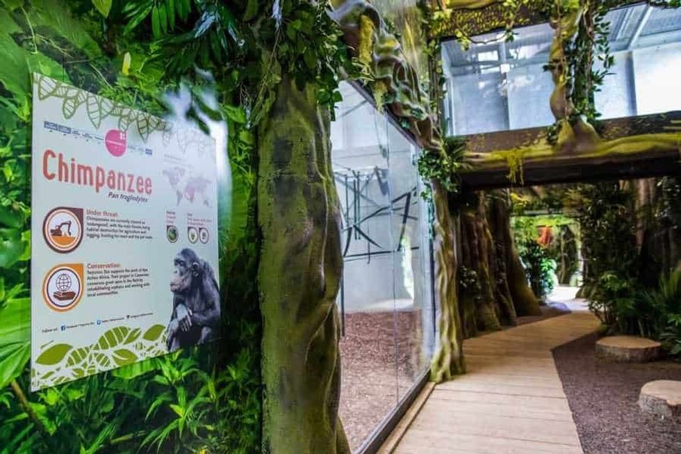 Twycross Zoo Chimpanzee Eden enclosure