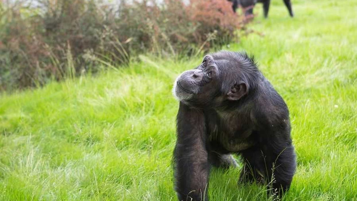 Twycross Zoo Chimpanzee in Chimp Eden