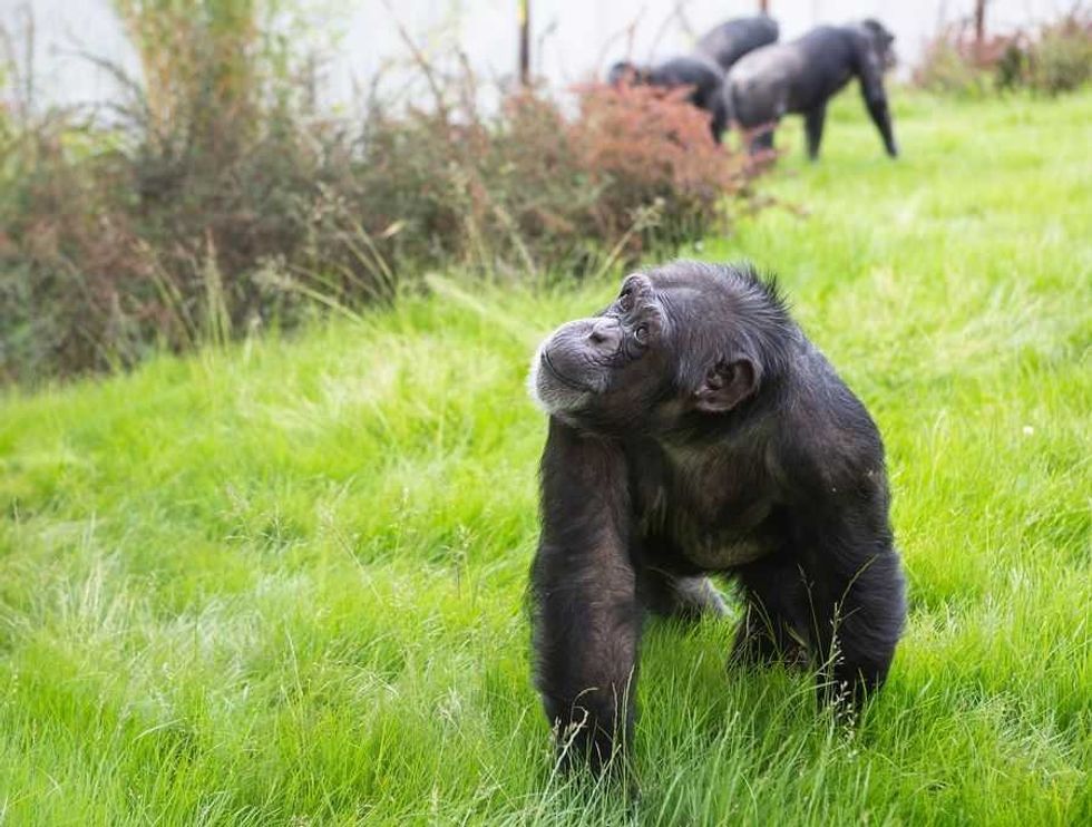 Twycross Zoo Chimpanzee in Chimp Eden