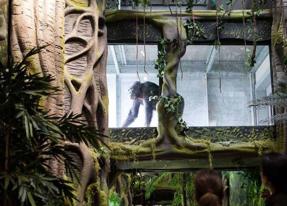 Twycross Zoo Chimpanzee in overhead tunnel at Chimp Eden