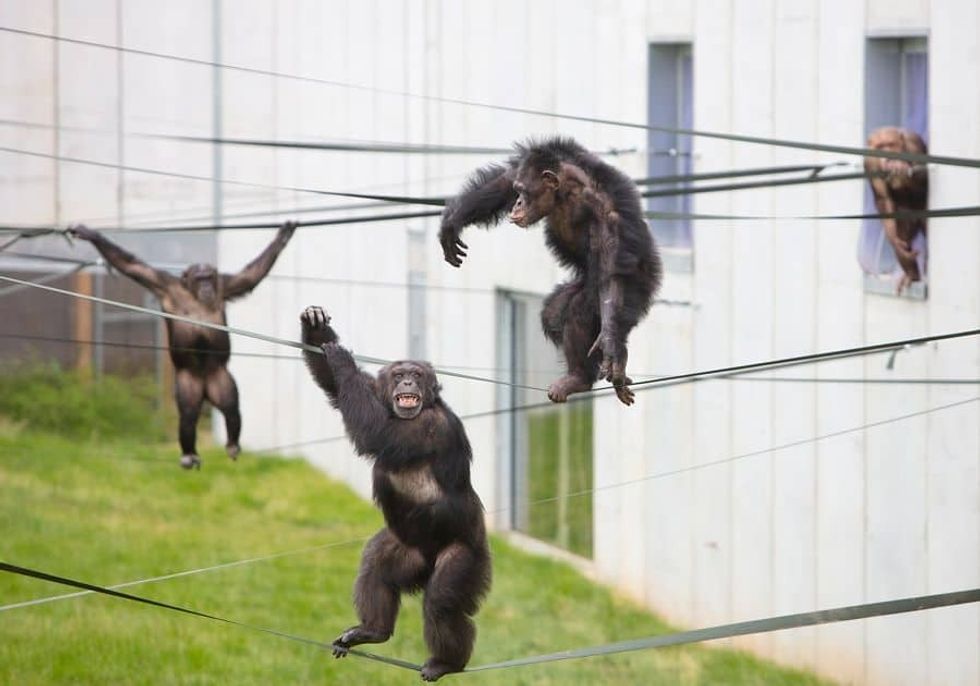 Twycross Zoo chimpanzee smiling outside Chimp Eden