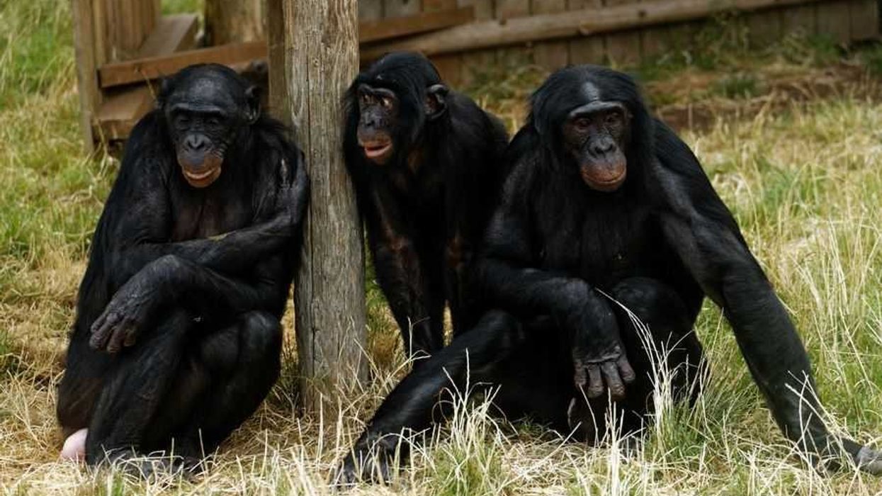 Twycross zoo chimpanzees