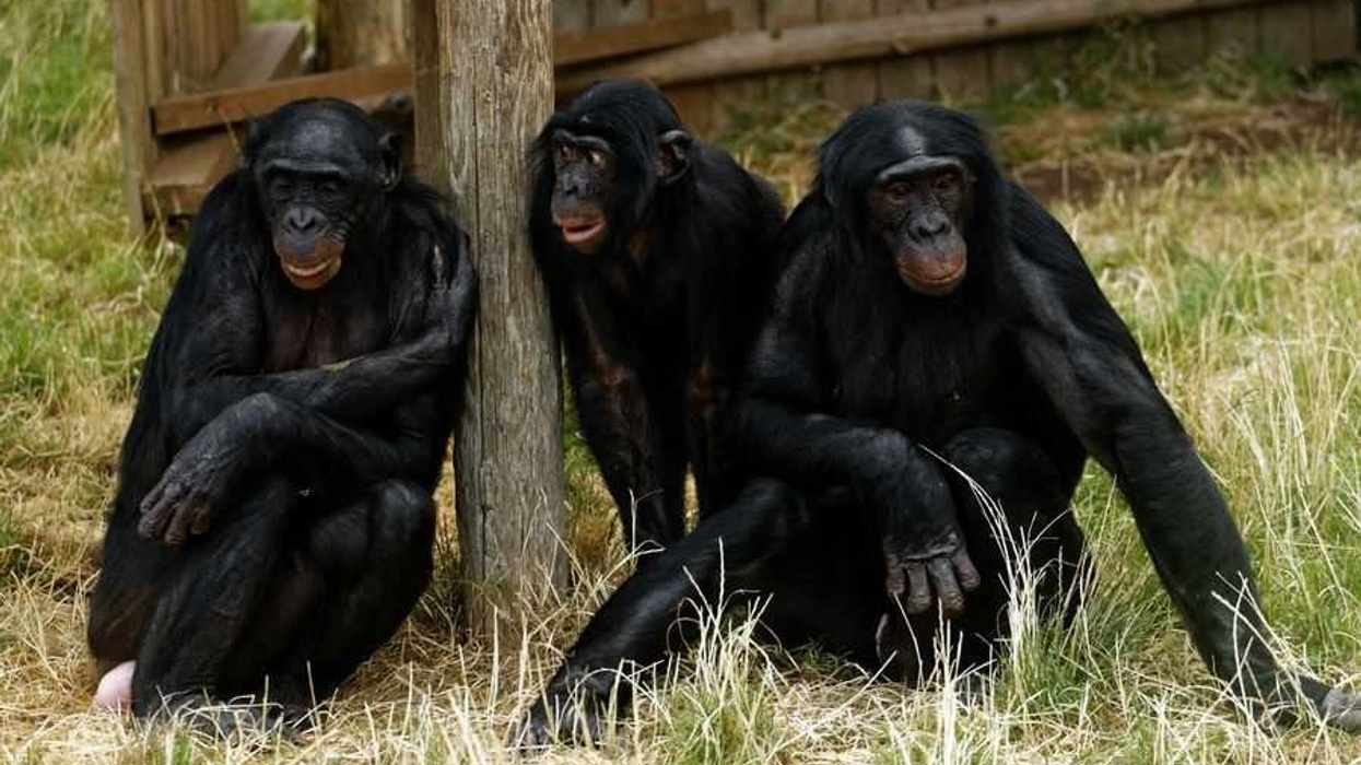 Twycross zoo chimpanzees