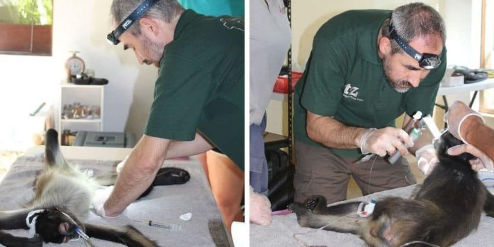 Twycross Zoo Conservation work