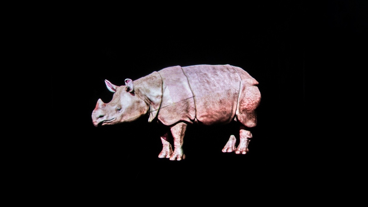 twycross zoo hologram