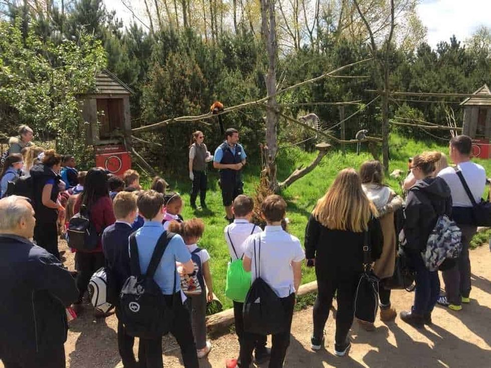 Twycross Zoo Lemur Walkthrough