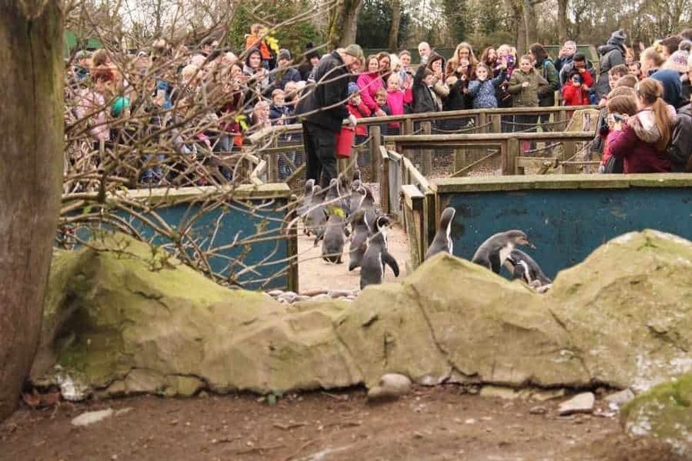 Twycross Zoo penguins walking