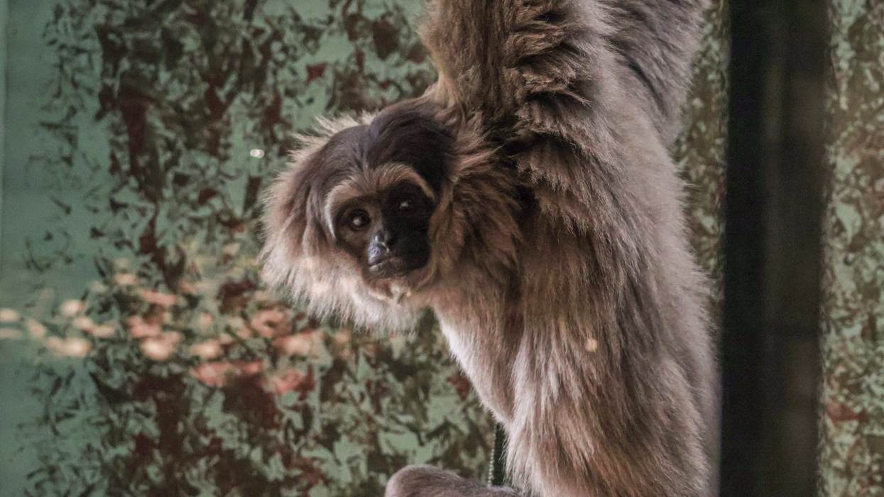 twycross zoo silvery gibbon