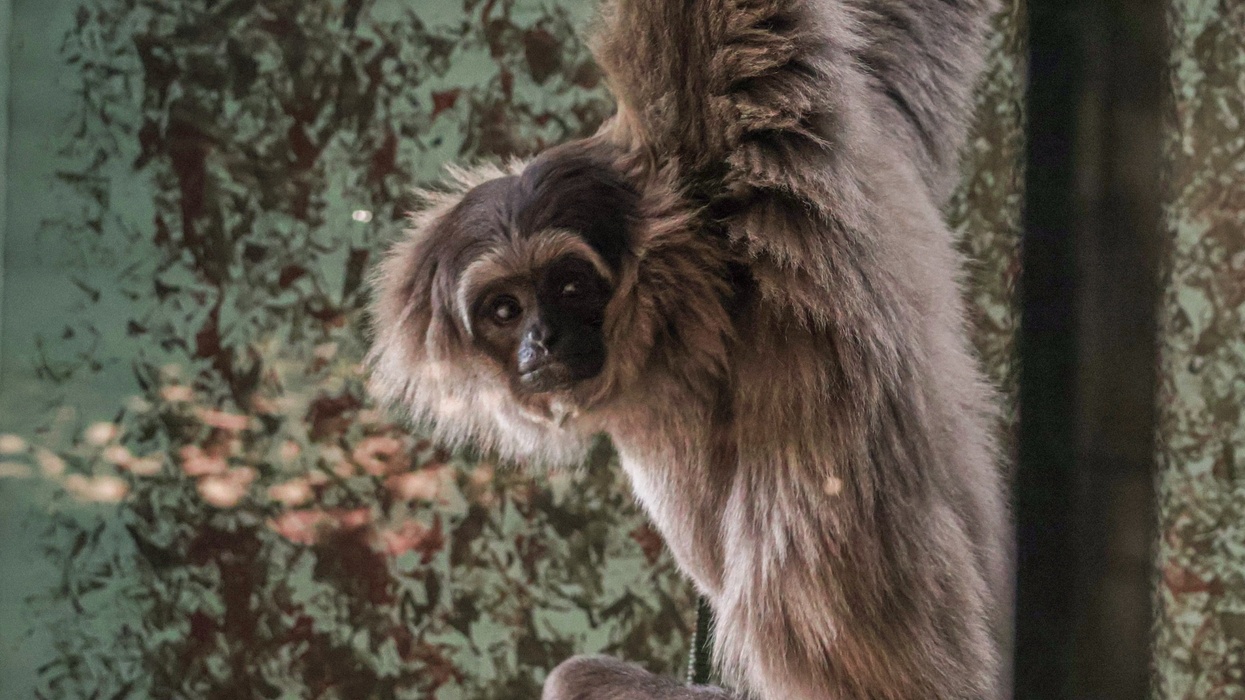 twycross zoo silvery gibbon