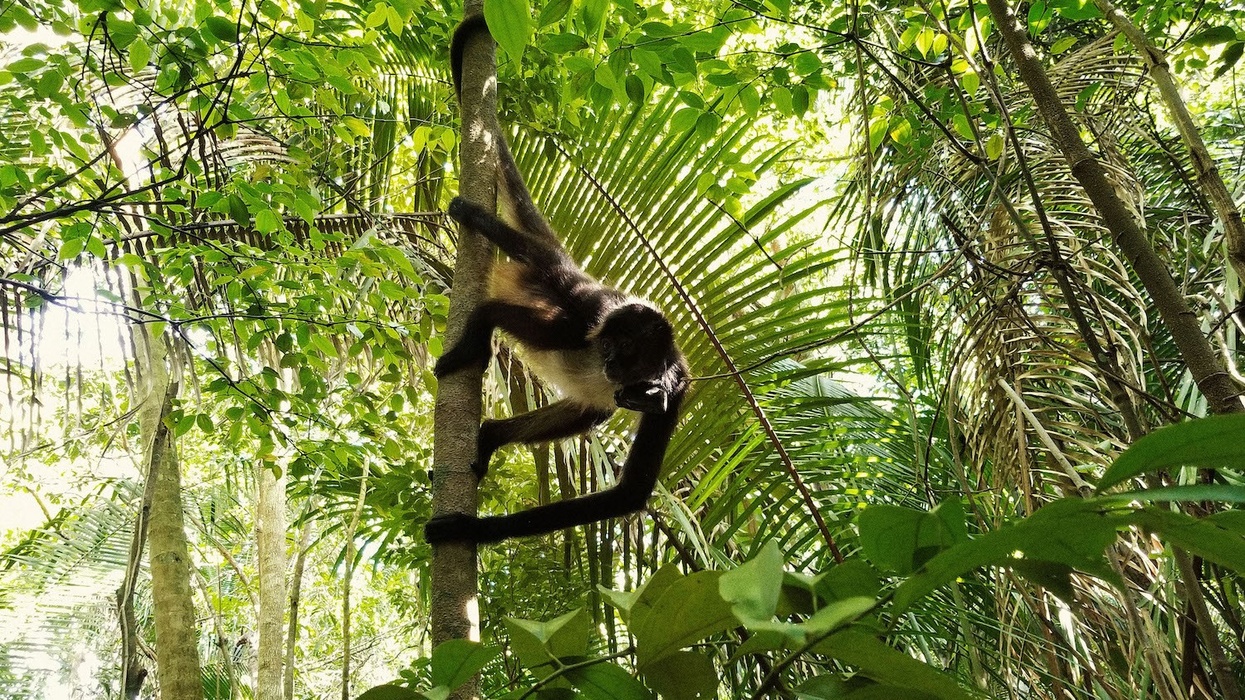 twycross zoo spider monkey release