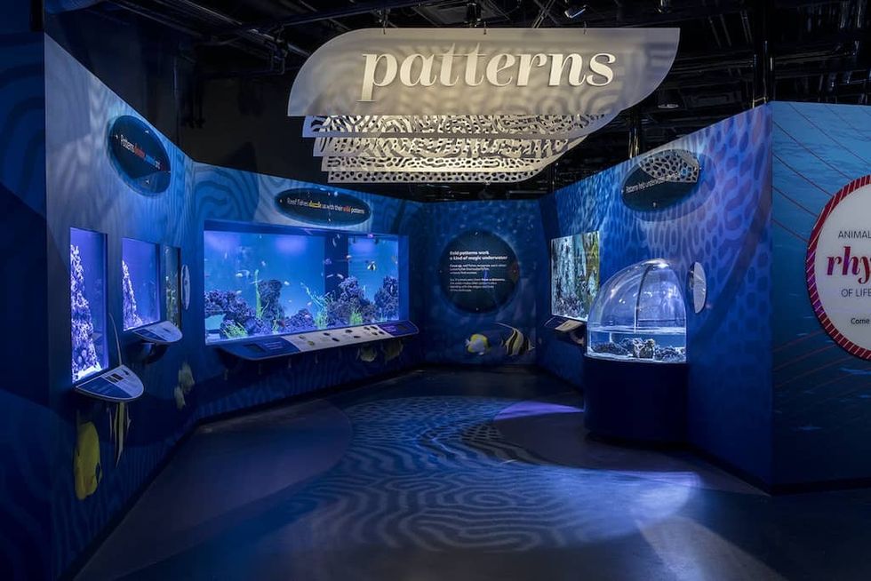 Underwater Beauty exhibit at Shedd Aquarium