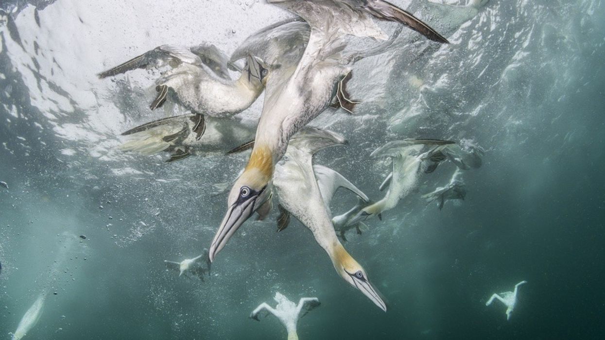Underwater Harmony and Chaos, Winged Life First Place Winner by Franco Banfi