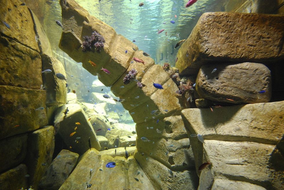 Underwater scene with fish near a rocky, ancient-looking structure.