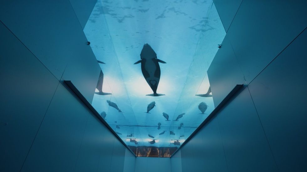 Underwater view of dolphins swimming above a submerged tunnel with reflections.