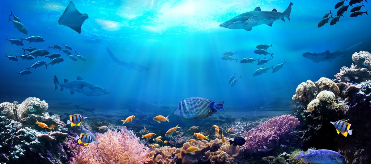 Underwater view of the coral reef. Life in the ocean. School of fish.