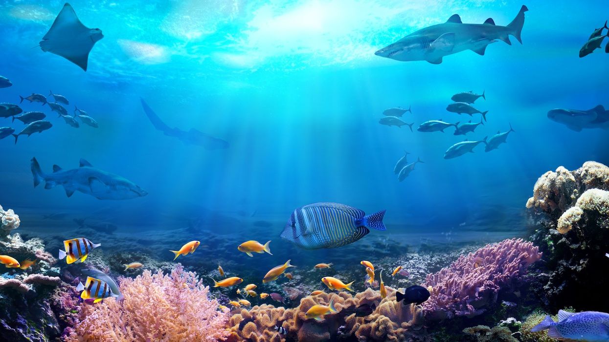 Underwater view of the coral reef. Life in the ocean. School of fish.