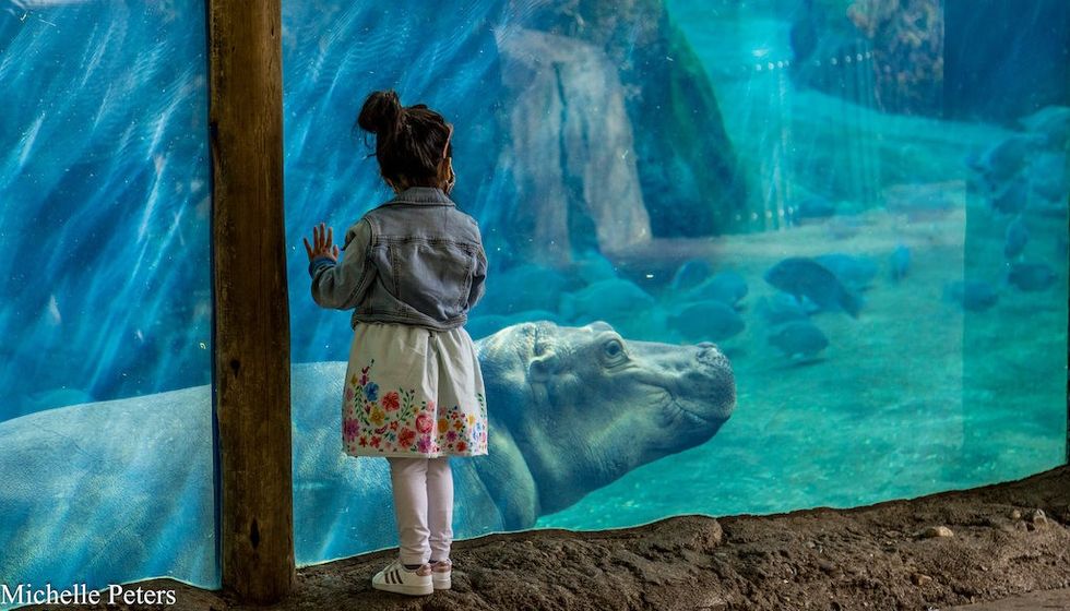 underwater viewing for hippos Cincinnati Zoo