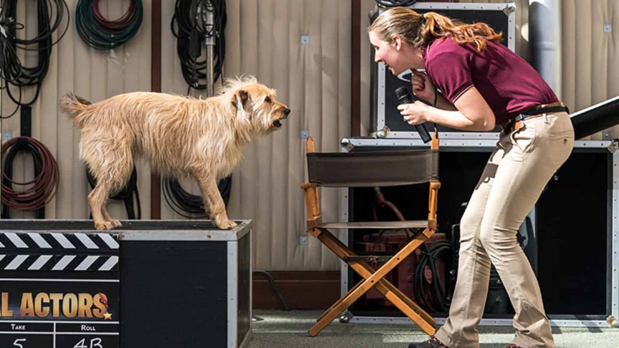 universal animal actors show